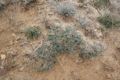Astragalus rupifragus