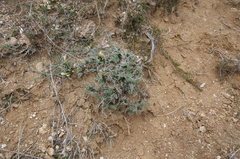 Astragalus rupifragus