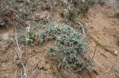 Astragalus rupifragus