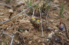 Ceratocephala falcata