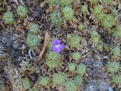 Pinguicula cyclosecta