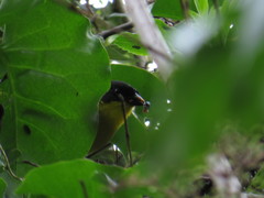 Atlapetes albinucha