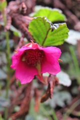 Rubus coriaceus