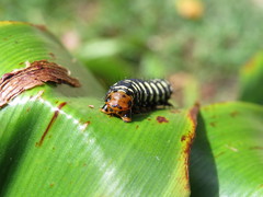Xanthopastis moctezuma