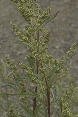 Artemisia rubripes