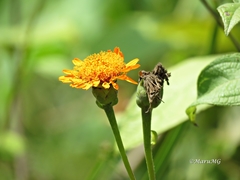 Lasianthaea macrocephala