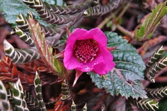 Rubus coriaceus