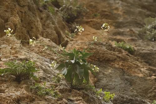 Brassica cretica, photograph 6