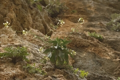 Brassica cretica, photograph author not stated, no rights reserved