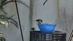 Pitangus sulphuratus