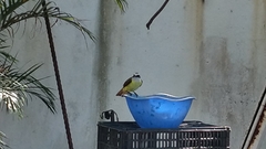 Pitangus sulphuratus