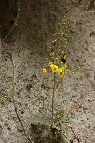 Verbascum arcturus, photograph 3