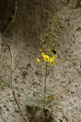 Verbascum arcturus, photograph author not stated, no rights reserved