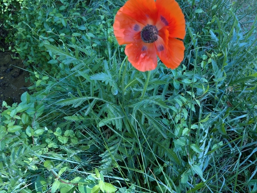 Oriental poppy