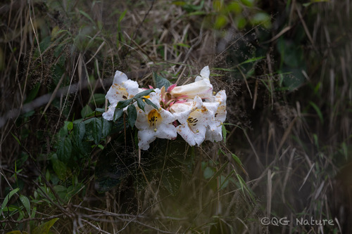 Rhododendron nuttallii