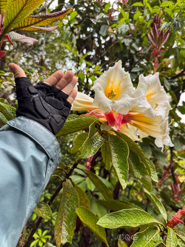 Rhododendron nuttallii, photograph 1