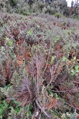 Andicolea ilinissae