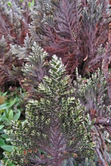 Andicolea ilinissae