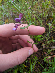 Collinsia sparsiflora