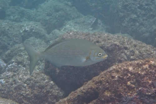 Kyphosus vaigiensis