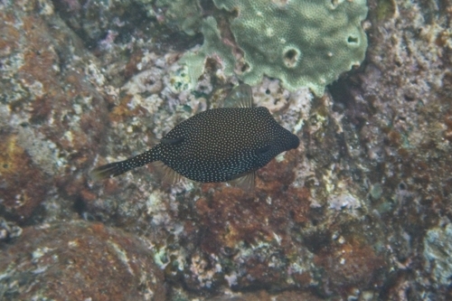 Ostracion meleagris