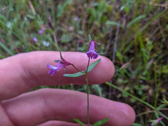 Collinsia sparsiflora