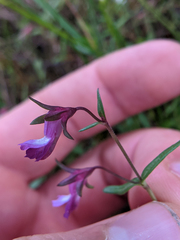 Collinsia sparsiflora