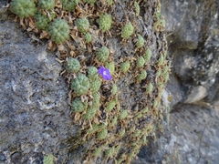Pinguicula cyclosecta