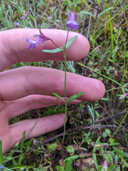 Collinsia sparsiflora