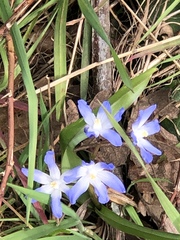 Scilla forbesii