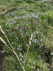 Scilla forbesii