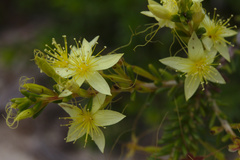 Calytrix angulata