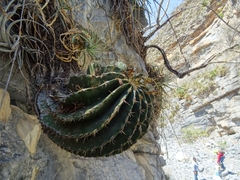 Ferocactus echidne victoriensis