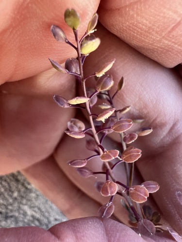 Lepidium lasiocarpum, photograph 6