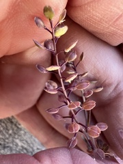 Lepidium lasiocarpum, photograph (c) Steve Matson, some rights reserved (CC BY)