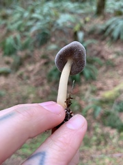 Helvella compressa