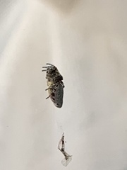 Cyclosa argenteoalba