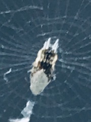 Cyclosa argenteoalba