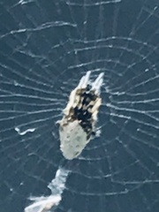 Cyclosa argenteoalba