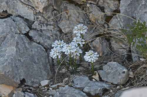 Iberis saxatilis, photograph 5