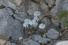 Iberis saxatilis, photograph (c) Christoph Moning, some rights reserved (CC BY)