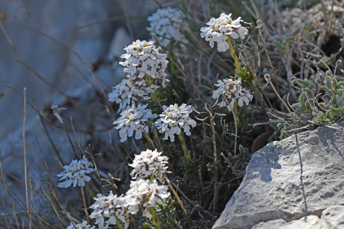 Iberis saxatilis, photograph 3