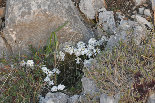 Iberis saxatilis, photograph 4