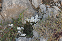 Iberis saxatilis, photograph (c) Christoph Moning, some rights reserved (CC BY)