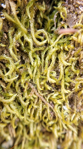 Scleropodium touretii observed 2026-04-22