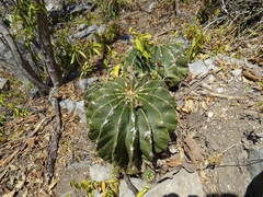 Ferocactus echidne victoriensis