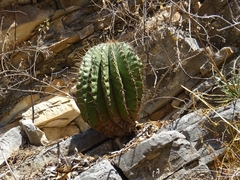 Ferocactus echidne victoriensis