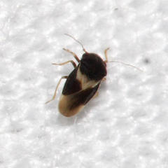 Schizopteridae