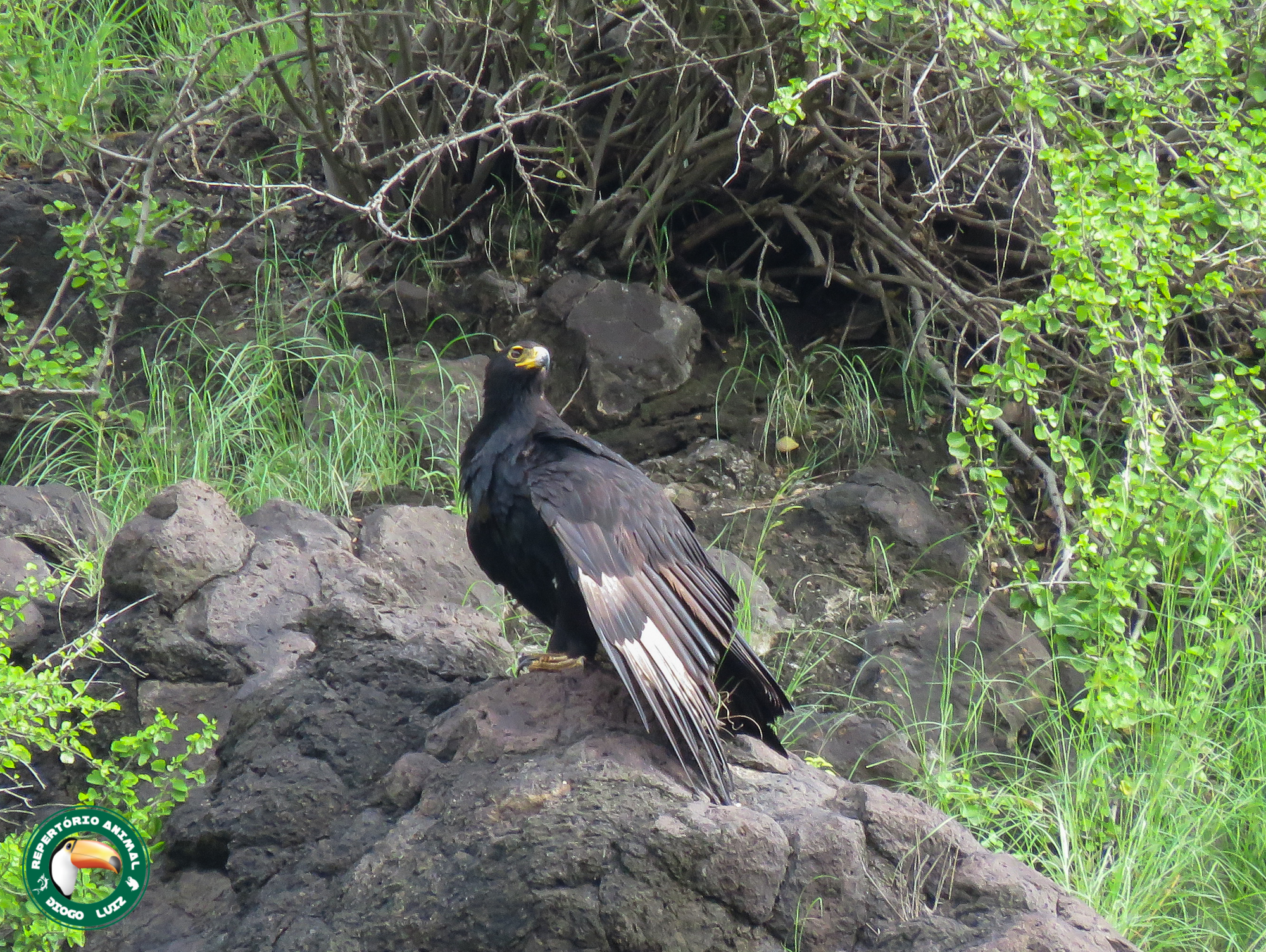 Verreaux's Eagle illustration