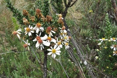 Diplostephium ericoides